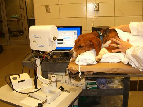 Lab scope for dog clinic